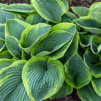 Hosta - Hosta Francess Williams - prodej cibulovin - 1 ks