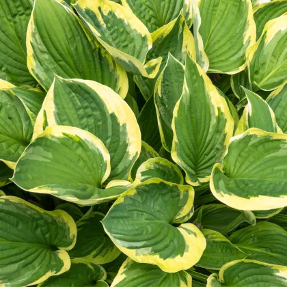 Hosta - Hosta Aureomarginata - prodej cibulovin - 1 ks