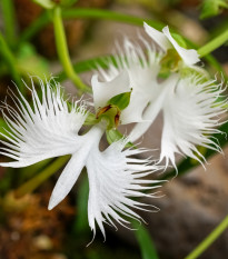 Ptačí orchidej - Habenaria radiata - prodej cibulovin - 1 ks