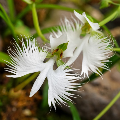 Ptačí orchidej - Habenaria radiata - prodej cibulovin - 1 ks