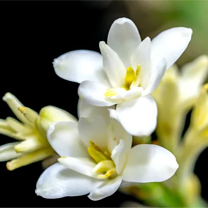 Tuberóza vonná - Polianthes tuberosa - prodej cibulovin - 1 ks