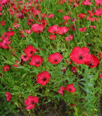 Len červený velkokvětý - Linum grandiflorum - prodej semen - 140 ks