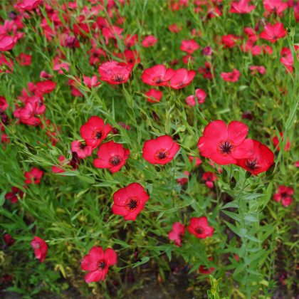 Len červený velkokvětý - Linum grandiflorum - prodej semen - 140 ks