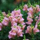 Hledík větší - Antirrhinum majus - prodej semen - 0,2 g