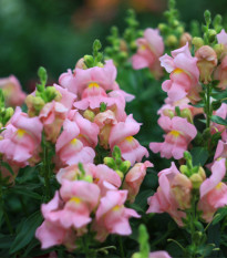 Hledík větší - Antirrhinum majus - prodej semen - 400 ks