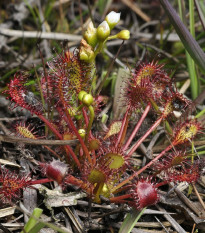 Rosnatka prostřední - Drosera intermedia - prodej semen - 10 ks