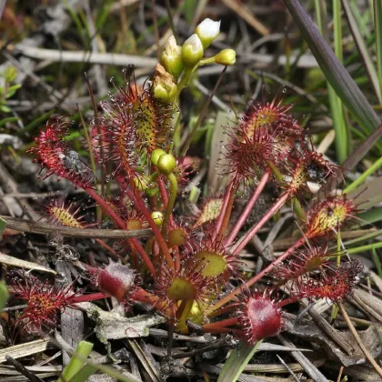 Rosnatka prostřední - Drosera intermedia - prodej semen - 10 ks