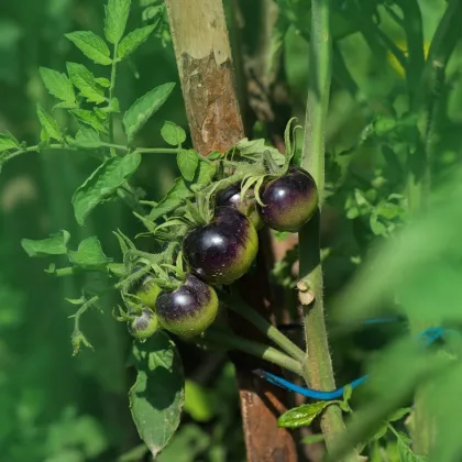 Rajče Indigo Blue Berries - Solanum lycopersicum - prodej semen - 7 ks