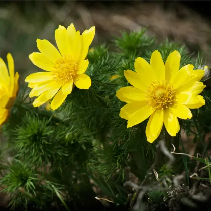 Hlaváček jarní - Adonis vernalis - prodej semen - 50 ks