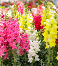 Hledík největší směs barev - Antirrhinum maximum - prodej semen - 400 ks