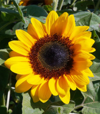 Slunečnice roční Fantazie F1 - Helianthus annuus - prodej semen - 6 ks