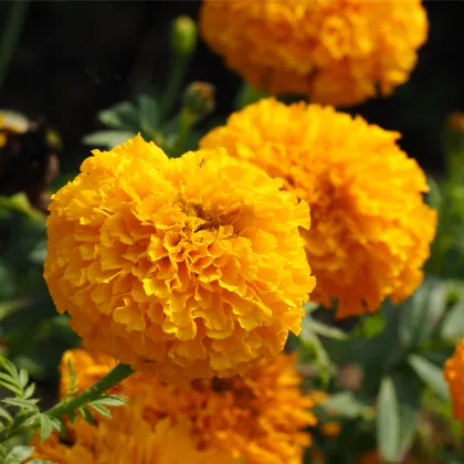 Aksamitník vzpřímený obrovský Sunset - Tagetes erecta - prodej semen - 0,3 g