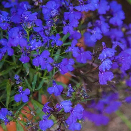 Lobelka drobná Kaiser - Lobelia erinus compacta - prodej semen - 1000 ks