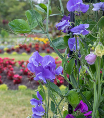 Hrachor pnoucí královský modrý - Lathyrus odoratus - prodej semen - 20 ks