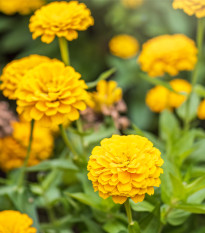 Ostálka jiřinkokvětá žlutá - Zinnia elegans - prodej semen - 50 ks