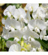 Hrachor pnoucí královský bílý - Lathyrus odoratus - prodej semen - 20 ks