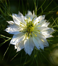 Černucha damašská bílá - Nigella Damascena - prodej semen -  150 ks