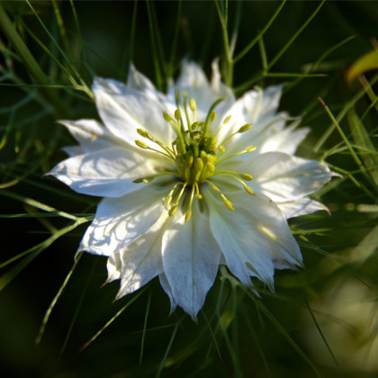 Černucha damašská bílá - Nigella Damascena - prodej semen -  150 ks