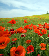 Mák vlčí červený - Papaver rhoeas - prodej semen - 250 ks