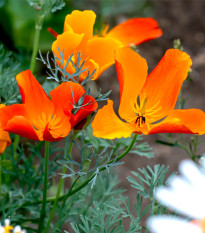 Sluncovka kalifornská červená - Eschscholzia californica - prodej semen - 450 ks