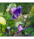 Vilec šplhavý modrý - Cobaea scandens - prodej semen - 7 ks