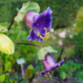 Vilec šplhavý modrý - Cobaea scandens - prodej semen - 7 ks