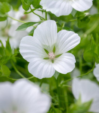 Slézovka trojklaná bílá - Malope trifida - prodej semen - 30 ks