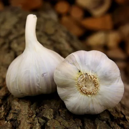 Sadbový česnek Bjetin - Allium sativum - paličák - prodej cibulí česneku - 1 balení