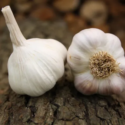 Sadbový česnek Benátčan - Allium sativum - nepaličák - prodej česneku - 1 balení