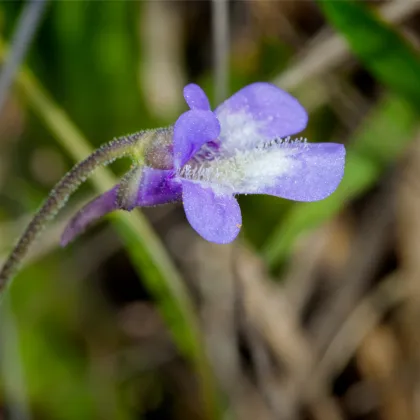 Tučnice obecná - Pinguicula vulgaris - semena - 10 ks