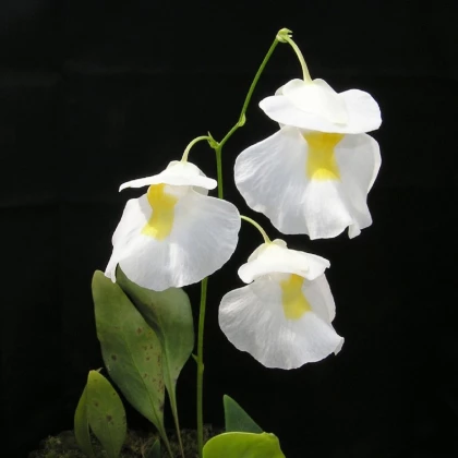 Bublinatka orchidoidní - Utricularia alpina - prodej semen - 10 ks