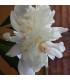Pivoňka Shirley Temple - Paeonia lactiflora - prodej cibulovin - 1 ks