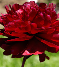 Pivoňka Madame Gaudichau - Paeonia lactiflora - prodej cibulovin - 1 ks