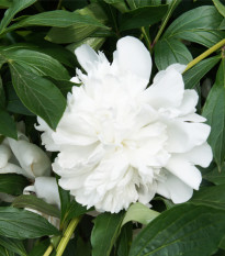 Pivoňka Gardenia - Paeonia lactiflora - prodej cibulovin - 1 ks