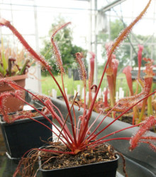Rosnatka Red plant - Drosera capensis - prodej semen - 15 ks