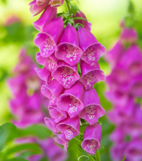 Náprstník červený - Digitalis purpurea - prodej semen - 400 ks