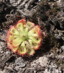 Rosnatka Minor - Drosera capensis - prodej semen - 10 ks