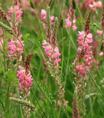 Vičenec ligrus - Onobrychis viciifolia - prodej semen - 50 ks