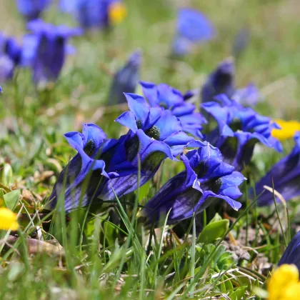 Hořec bezlodyžný - Gentiana acaulis - prodej semen - 8 ks