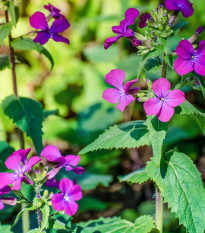 Měsíčnice dvouletá fialová - Lunaria biennis - prodej semen - 50 ks