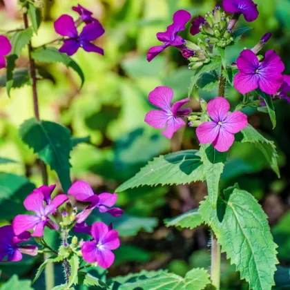 Měsíčnice dvouletá fialová - Lunaria biennis - prodej semen - 50 ks