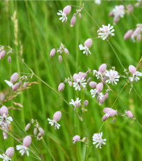 Silenka nadmutá - Silene vulgaris - prodej semen - 150 ks