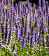 Agastache korejská Seoul - Agastache rugosa - prodej semen - 20 ks