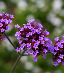 Sporýš argentinský - Verbena bonariensis - prodej semen - 200 ks