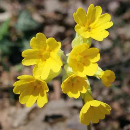 Prvosenka jarní - Primula veris - prodej semen - 50 ks