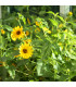Slunečnice slabá směs barev - Helianthus debilis - prodej semen - 7 ks
