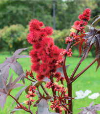 Skočec obecný červený - Ricinus communis gibsoni - prodej semen - 3 ks