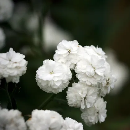 Řebříček Bertrám Perla - Achillea ptarmica - prodej semen - 200 ks