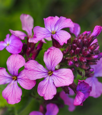 Měsíčnice roční fialová Honesty - Lunaria annua - prodej semen - 50 ks