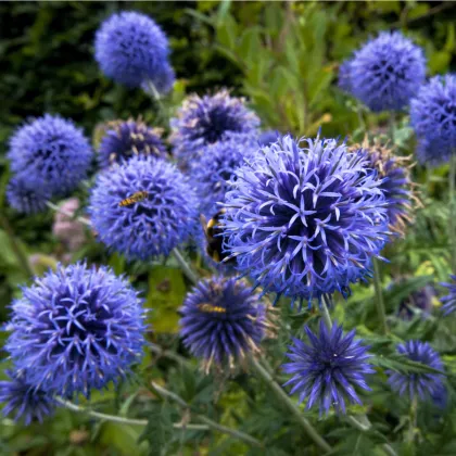 Bělotrn modrý - Echinops ritro - prodej semen - 6 ks